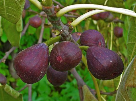 ge neri fig|dwarf fig tree varieties.